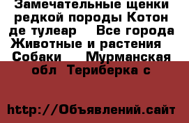 Замечательные щенки редкой породы Котон де тулеар  - Все города Животные и растения » Собаки   . Мурманская обл.,Териберка с.